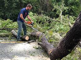 Professional  Tree Services in Eustis, FL