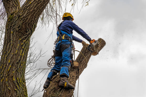 How Our Tree Care Process Works  in  Eustis, FL